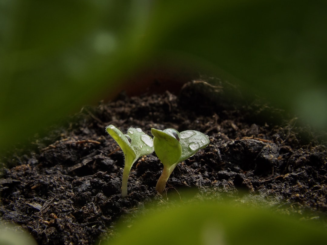 Kwiat doniczkowy kwitnący: jak pielęgnować i cieszyć się pięknem
