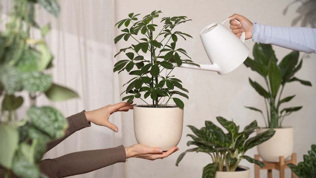 Roślina oczyszczająca powietrze: jak poprawić jakość powietrza w domu